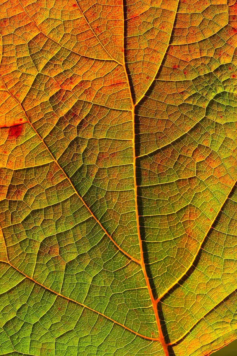 Fall Planting