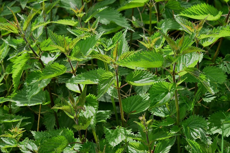 Indoor Herbs