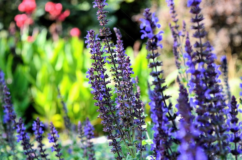 Herb Garden