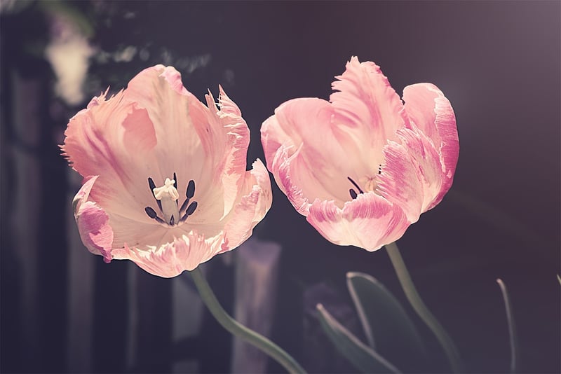 Spring Flowers